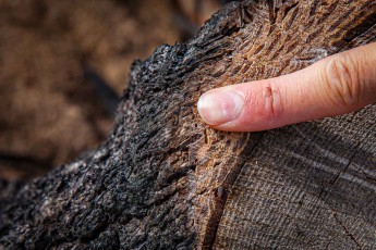 The charred cross-section of a Douglas fir trunk reveals the traces of the devastating 2024 wildfire - although the outer bark is burnt away, the sturdy heartwood has endured.
