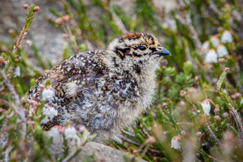 A white-tailed chick crouches among bell heather, its cream-and-dark-brown down already tuned to the alpine scrub.