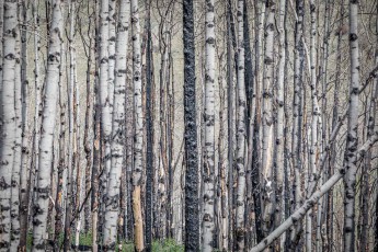 Only a few white-grey aspens were spared by the last major fire near Jasper in 2024.