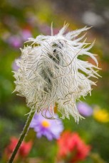 Silvery seed threads of a Western Pasqueflower coil into a dishevelled globe, poised to scatter across the subalpine meadows of the Cariboo Mountains at the first breath of wind.
