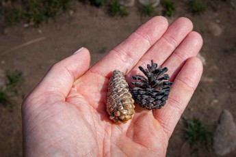 An intact and a burst pine cone. Only in the extreme heat of a fire do the cone scales open and scatter the seeds, quickly sowing new trees after devastating fires.