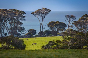 Kangaroo Island: Schafe auf sattgrüner Weide, windgeformte Eukalypten, dahinter schimmerndes Meer - Stille, die man fast hören kann.