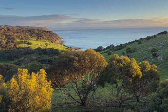 Kangaroo Island, Sea Dragon: Abendsonne taucht Akazien in goldenes Licht – dahinter Küstenhügel, stilles Meer.