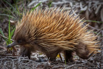 Kangaroo Island: Ein Kurzschnabeligel – goldbraune Stacheln, kleines Knopfauge, stoische Miene. Einer der letzten eierlegenden Säugetiere der Erde.