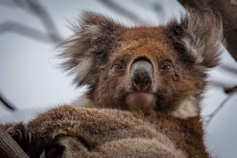 Zerzaustes Fell, durchdringender Blick – dieser Koala ruht bis zu 22 Stunden täglich, um die wenig nahrhaften Eukalyptusblätter zu verdauen.