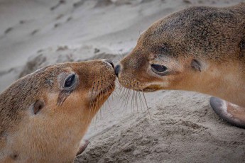 Zwei junge Australischer Seelöwen (Neophoca cinerea)beschnuppen sich neugierig.