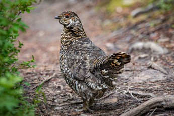 A Douglas fir grouse strides unconcernedly across the hiking trail near Kananaskis, Alberta, Canada – its iridescent plumage providing perfect camouflage in the shady undergrowth.