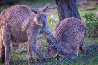 Zwei Westliche Graue Riesenkängurus – vermutlich Weibchen mit halbwüchsigem Jungtier – im Nachmittagslicht vor den Gehegen des Sea Dragon Lodge. Kängurus auf Kangaroo Island zeigen wenig Scheu; die Distanz beträgt nur wenige Meter.
