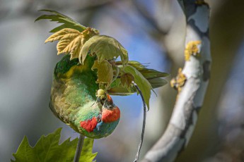 Vermutlich ein Moschuslorikeet (Trichoglossus concinnus) trinkt Nektar aus einer blühenden Abutilon-Schönmalve – im Garten der Jesuitensiedlung Sevenhill, Clare Valley, Südaustralien.