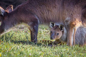 Känguru-Nachwuchs reckt Kopf und Vorderpfoten aus dem mütterlichen Beutel, die Erkundung der Welt beginnt.