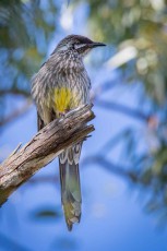 Ein Rotlappen-Honigfresser (Anthochaera carunculata) verharrt auf einem morschem Eukalyptusast in der Jesuitensiedlung Seven Hills.