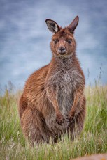 Ein Känguru in der windgepeitschten Küstenheide nahe Cape Willoughby, Kangaroo Island. Die Insel ist Rückzugsort für Arten, die auf dem Festland längst verdrängt wurden.