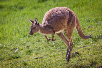 Alle vier Läufe schweben über dem Grasland – ein Kangaroo Island Känguru schnellt aus der Hocke, katapultiert seinen massiven Schwanz nach hinten und durchschneidet die feuchte Morgenluft.