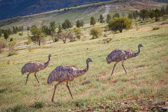 Der Emu (Dromaius novaehollandiae) ist der größte Vogel Australiens und nach dem Afrikanischen Strauß der zweitgrößte lebende Vogel der Welt. Diese drei durchstreifen Felder auf der Suche nach Nahrung.