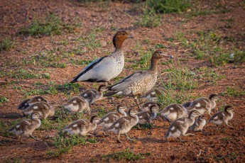 Australische Regenpfeifer führen ihre achtzehn Küken durch ockerbraunes Grasland der Flinders Ranges.