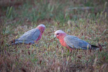 Zwei Galahs picken zwischen vertrockneten Grasbüscheln nach Samen, ihre rosafarbenen Hauben leuchten im fahlen Licht der Flinders Range.