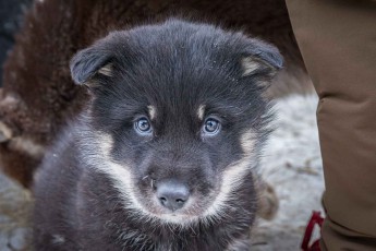 Ein Welpe aus Nivé Heilmanns Rudel, die Augen noch im Welpenblau – Grönlandhunde werden seit über 850 Jahren ohne Einkreuzung gehalten, seit sie mit den Thule-Inuit ins Land kamen.