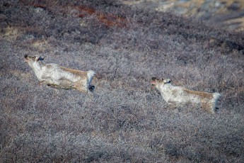 Zwei Rentiere flüchten durch das Zwerggestrüpp bei Kangerlussuaq – jedes ihrer Haare ist innen hohl und schließt Luft ein, was besser isoliert als Kaschmir.
