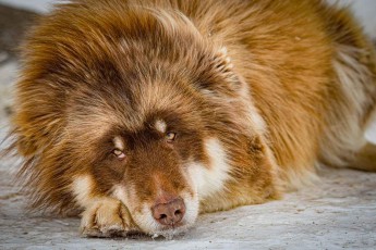 Ein ausgewachsener Grönlandhund döst im Schnee, den Kopf auf den Pfoten – bei minus dreißig Grad schlafen die Tiere draußen, dafür genügt ihnen ihr Fell.