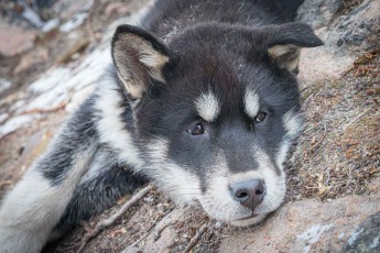 Tulu, drei Monate alt, liegt müde auf dem Fels – Namen bekommen Nivé Heilmanns Hunde erst, wenn sie laufen können und ihr Charakter erkennbar wird.