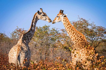 Zwei Hälse, ein Blick: Ein Giraffenpaar ragt über den Busch von Lotsane – die Tiere kamen erst nach der Rodung ins Reservat.