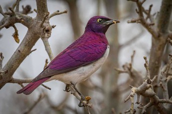 Wie ein lebender Edelstein thront der Amethystglanzstar im kahlen Geäst. Je nach Lichteinfall changiert sein Gefieder von Violett zu fast Schwarz.