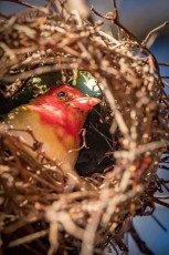 Im Eingang seines Nests: Der Scharlachweber flicht es nicht wie andere Webervögel aus Gras, sondern aus Zweigen und Blattstielen.