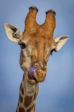 Frontal zur Kamera fährt sich eine Giraffe mit der dunklen Zunge über die Nüstern – Giraffenzungen werden bis zu einem halben Meter lang.