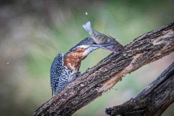 Ein Riesenfischer schlägt eine Tilapia so lange gegen den toten Ast, bis sie sich nicht mehr wehrt – mit 46 Zentimetern ist er der größte Eisvogel Afrikas.