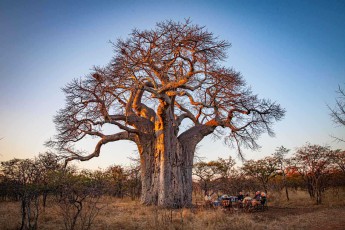 Sundowner am Baobab: Die Gäste sitzen am Fuß des Baums – sein Stamm speichert Wasser für die Trockenzeit.
