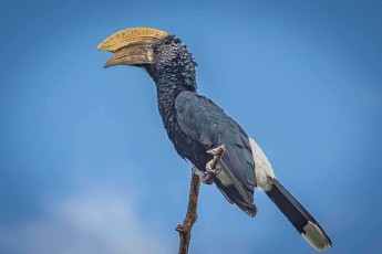 Der Schnabelaufsatz des Hornvogels ist hohl und verstärkt seinen lauten Ruf.