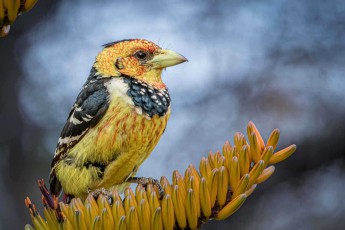 Gelb, schwarz getupft, mit struppiger Haube: ein Haubenbartvogel in einer Aloe der Molope Farm – er frisst vor allem Insekten, dazu Früchte und Schnecken.