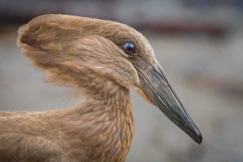 Ein konzentriert blickender Hammerkopf. Die namensgebende Kopfform entsteht durch den wuchtigen Schnabel und die buschige Nackenhaube. Sein Nest zählt zu den größten aller Vögel – bis zu zwei Meter im Durchmesser.