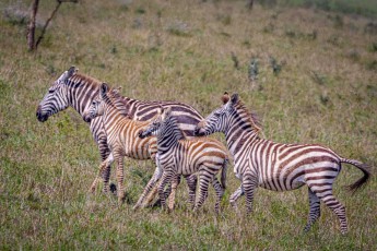 Zwei Zebrafohlen zwischen den Alttieren, die Streifen noch braun statt schwarz – das Pigment dunkelt erst in den weiteren Lebensmonaten nach.