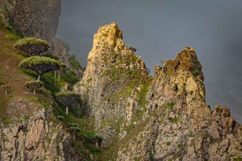 Drachenbäume an einem Felsgrat über Fajã. Hier wachsen die größten Drachenbaumbestände der Kapverden.