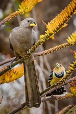 Auf der Molope Farm zupft ein Graulärmvogel Blüten von einer Aloe, darunter späht ein Haubenbartvogel hervor – seinen Namen verdankt der Lärmvogel einem Ruf, der wie „go away“ klingt.