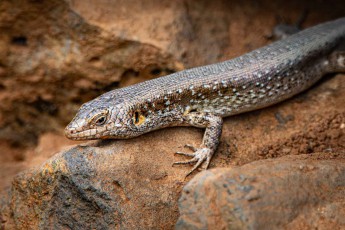Ein Skink auf einem Felsen am Weg von Fajã. Schlangen gibt es auf den Inseln nicht, wohl aber eigene Arten von Geckos und Skinken.