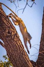 Kopfüber springt eine Südliche Grünmeerkatze vom Stamm – die Affen leben in Gruppen und suchen ihr Futter auch am Boden.