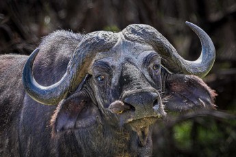 Ein Kaffernbüffel fixiert uns mit stoischem Blick. Getrockneter Schlamm bedeckt seinen mächtigen Hornschild, während ein Madenhacker an seiner Nase nach Parasiten pickt.