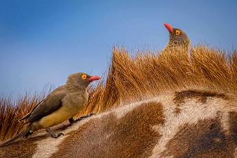 Zwei Rotschnabel-Madenhacker in der Mähne einer Massai-Giraffe. Die Vögel holen Zecken aus dem Fell und schlagen mit scharfen Rufen Alarm.