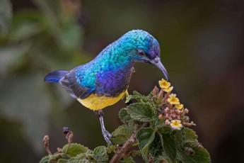 Ein Ziernektarvogel taucht seinen gebogenen Schnabel in eine Blüte. Sein Gefieder schillert in elektrischem Blau und Türkis, die leuchtend gelbe Brust setzt einen Kontrapunkt – ein fliegender Edelstein.