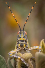 Eine Zonocerus-elegans-Heuschrecke. Ihre gelb-schwarzen Warnfarben und geringelten Fühler signalisieren: Finger weg – bei Gefahr versprüht sie ein stinkendes Sekret.