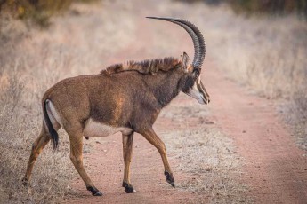 Die Hörner weit zurückgebogen, quert eine Rappenantilope die Piste – Lotsane hat die Art eigens angesiedelt.