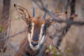 Wachsam im Unterholz: ein Rappenantilopenkalb – schwarz werden später nur die Bullen.