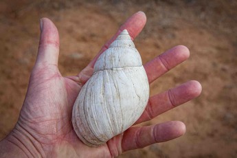 Das leere Gehäuse einer Achatschnecke füllt fast die ganze Handfläche – in der Trockenzeit graben sich die Riesenschnecken ein und warten auf Regen.
