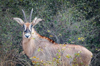 Pinselohren, schwarz-weiße Gesichtsmaske: eine Pferdeantilope am Buschrand – nach der Elenantilope ist sie die zweitgrößte Antilope Afrikas.