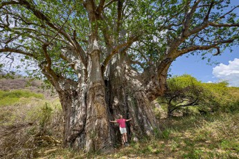 Annette breitet die Arme aus – und wirkt wie eine Miniatur vor dem gewaltigen Stamm eines Baobabs. Der Affenbrotbaum kann über 2.000 Jahre alt werden und speichert bis zu 100.000 Liter Wasser in seinem schwammigen Holz.
