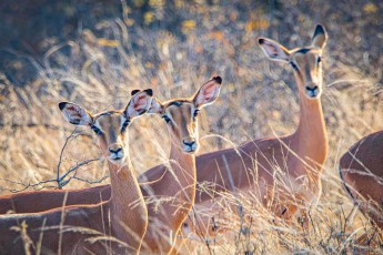 Drei Impala-Weibchen heben die Köpfe aus dem trockenen Gras – Hörner tragen bei dieser Art nur die Böcke.