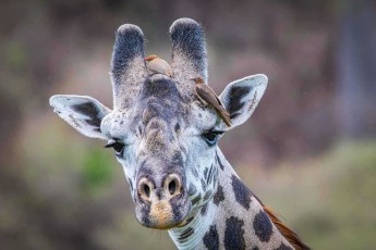 Zwei Rotschnabel-Madenhacker auf dem Kopf einer Massai-Giraffe. Sie arbeiten sich durch Hautfalten, suchen Zecken, halten aber auch Wunden offen und trinken Blut. Ob sie nützen oder schaden, ist unter Biologen bis heute strittig.