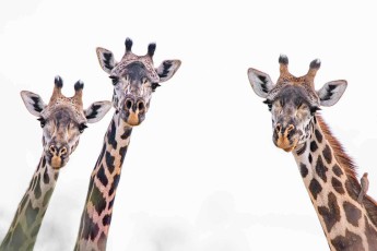 Drei Massai-Giraffen zeichnen sich als Silhouetten gegen den flimmernden See ab – ihr Fleckenmuster ist so individuell wie ein Fingerabdruck und verändert sich ein Leben lang nicht.